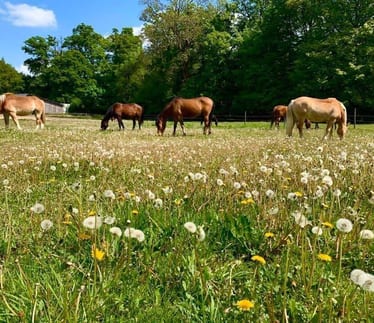 Pensionstal de Wolfskuil